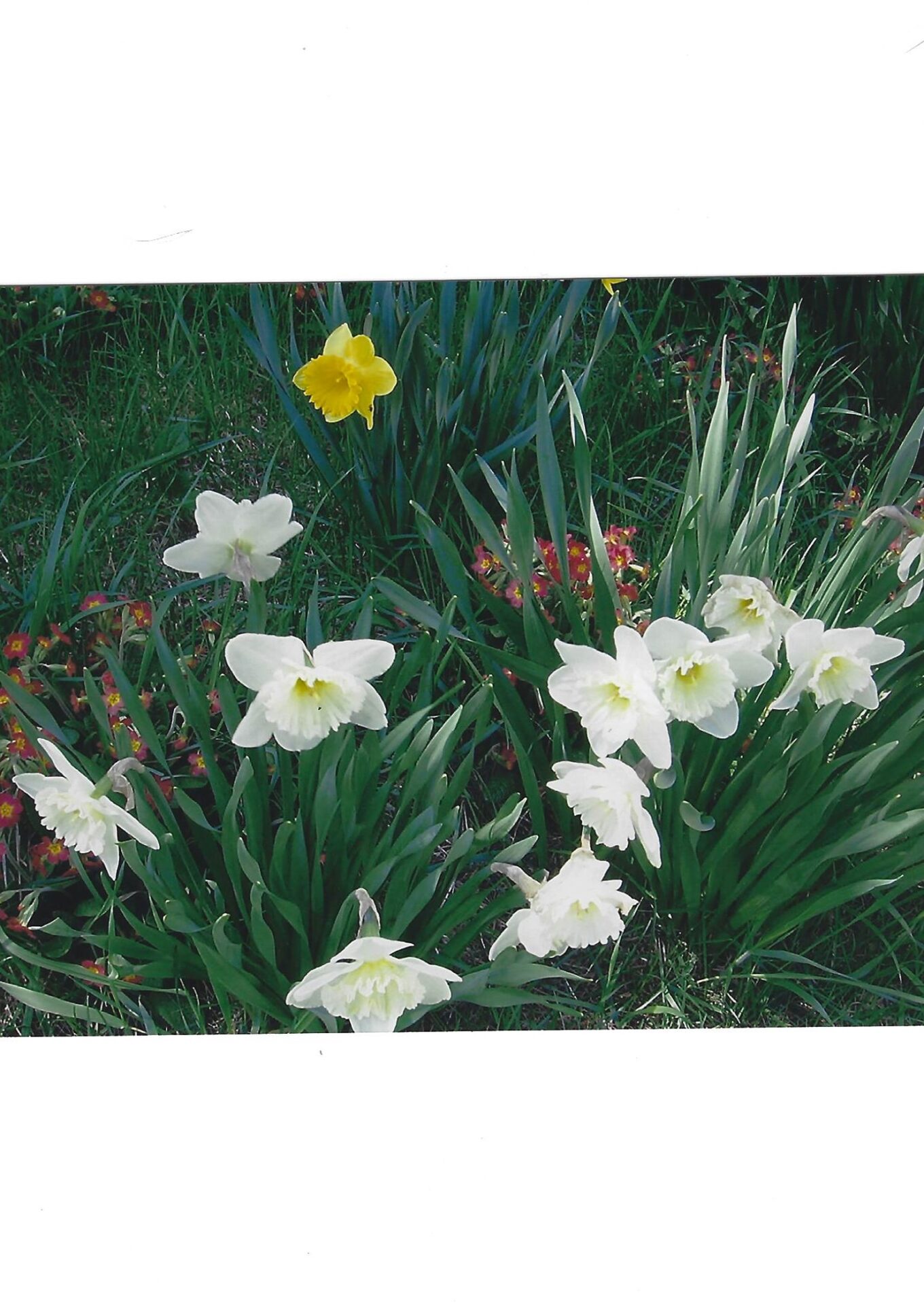 A group of white flowers in the grass.