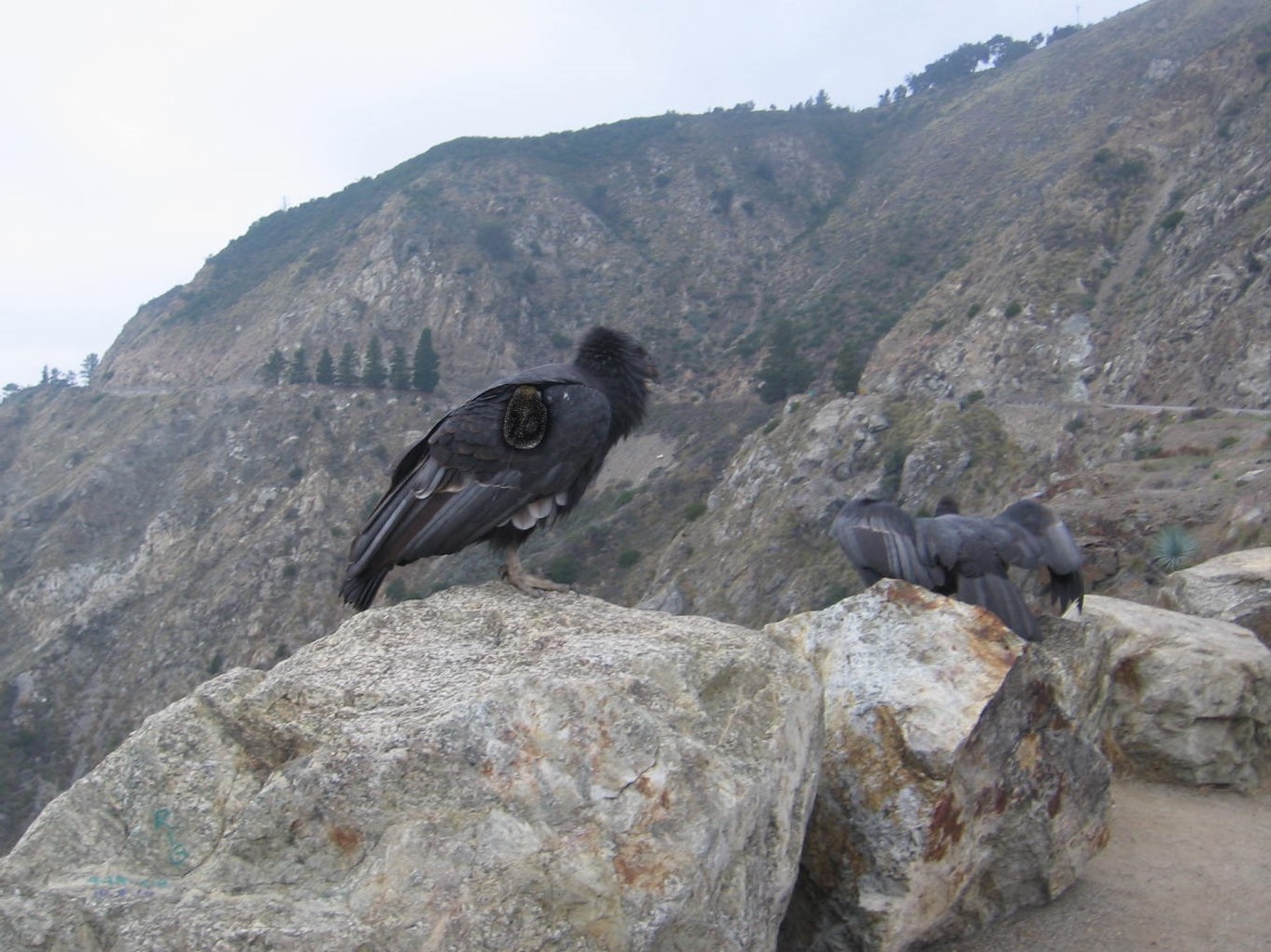 Two birds sitting on top of a rock.