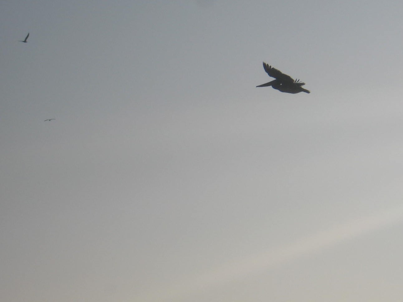 A bird flying in the sky with its wings spread.