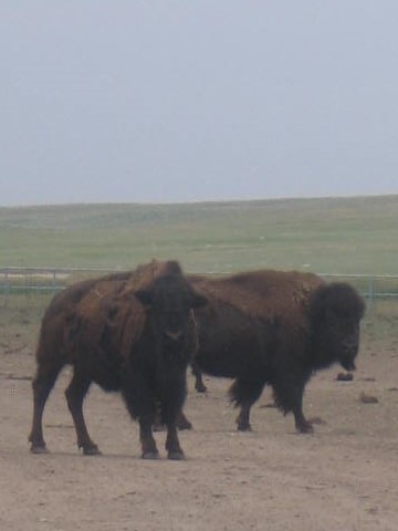 Two bison standing in a field with grass