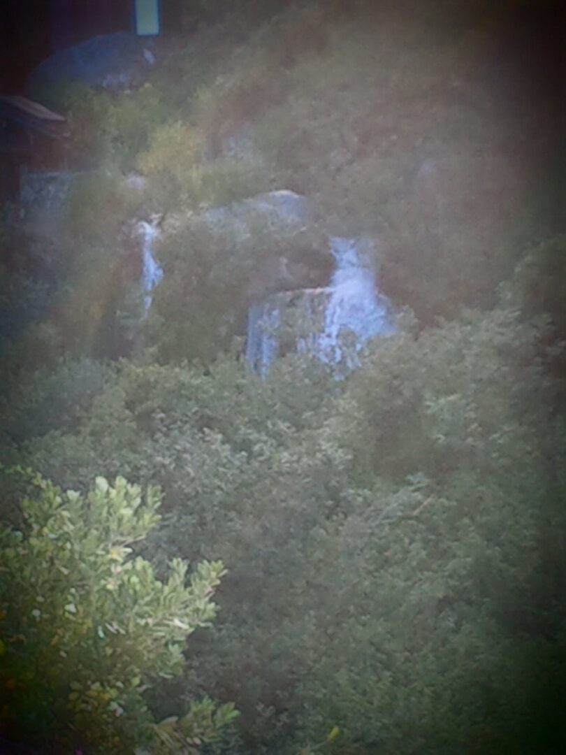 A view of some trees and water from above.