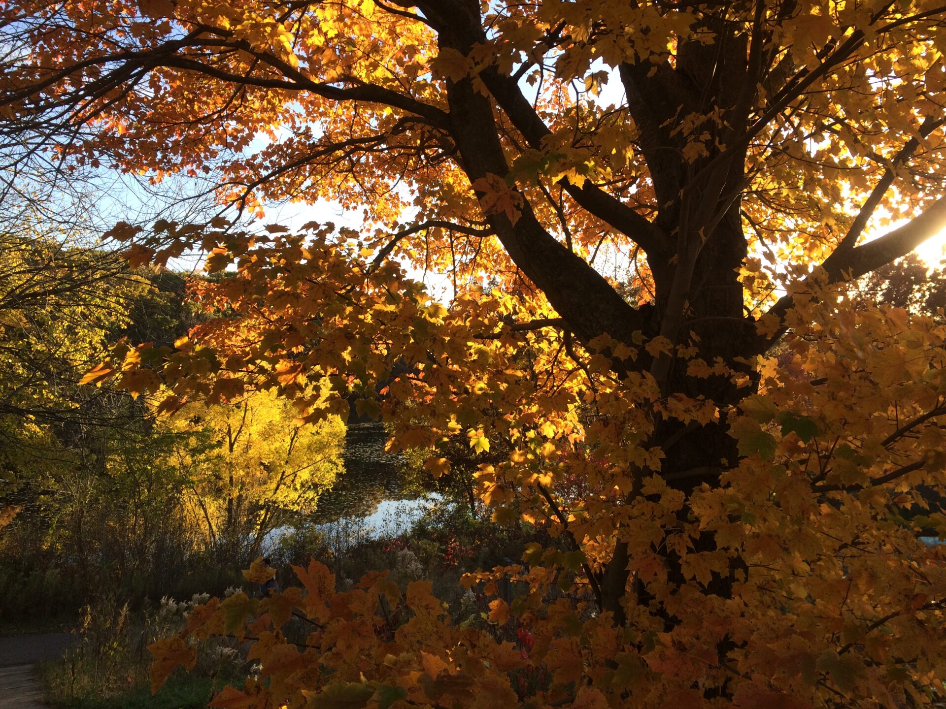 A tree with yellow leaves in the fall.
