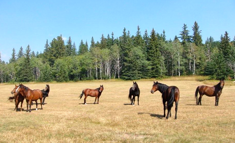 A group of horses standing in the grass.