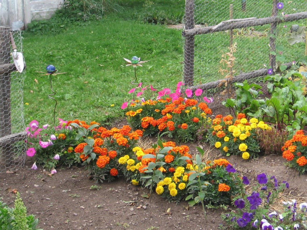A garden with many flowers and plants in the ground.