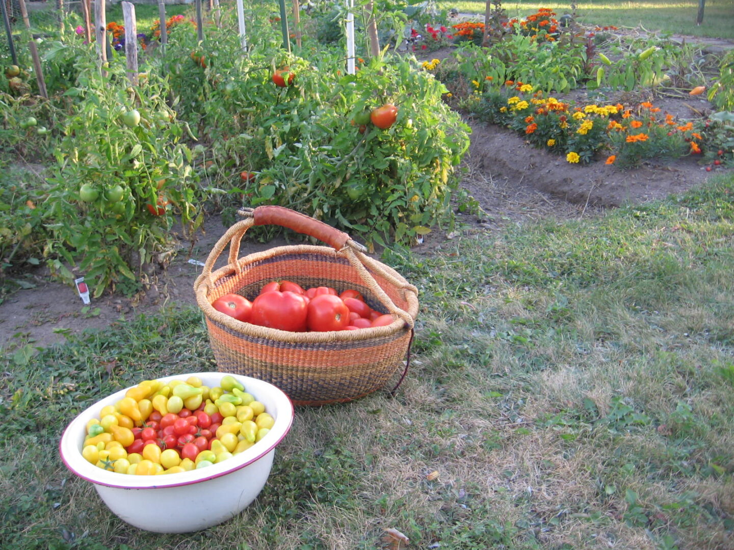 A bowl of tomatoes and basket of tomatoes in the garden.
