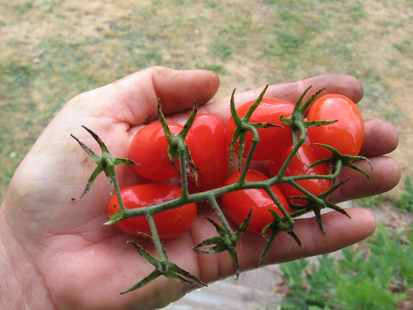 A person holding tomatoes in their hand