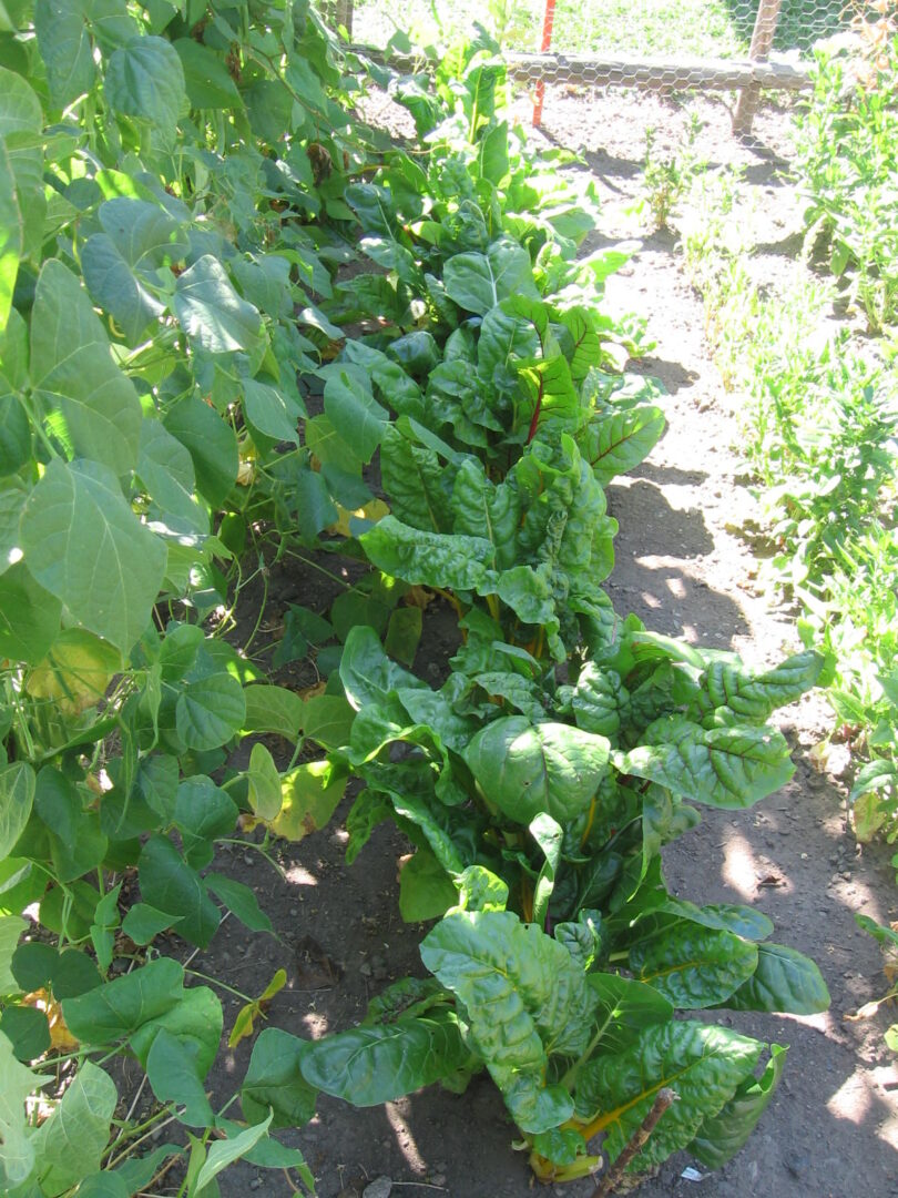 A patch of green plants growing in the sun.