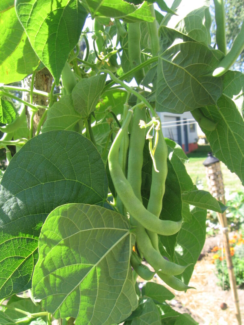 A close up of some green beans growing on a tree