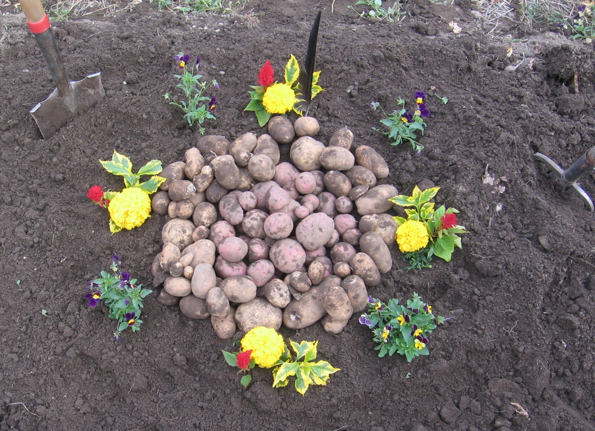 A pile of potatoes sitting in the dirt with flowers around it.