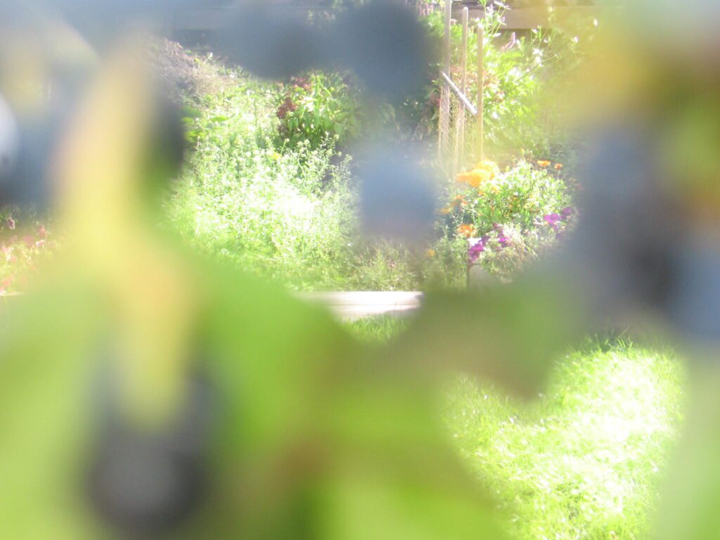 A blurry image of some bushes and trees