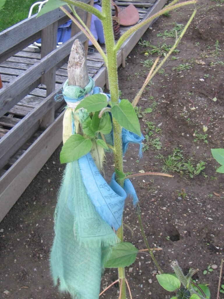 A plant that is growing in the ground.