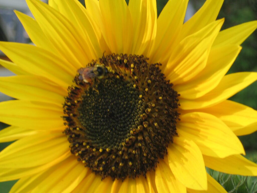 A bee on the center of a sunflower.