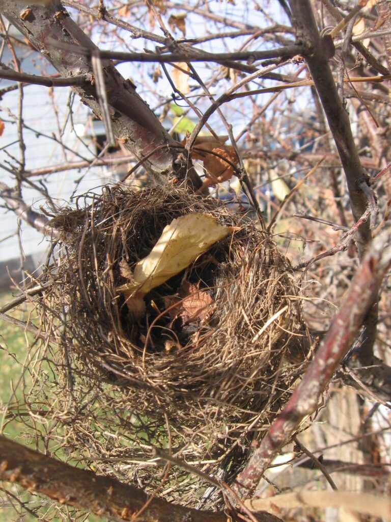 A bird is sitting in the nest of a tree.