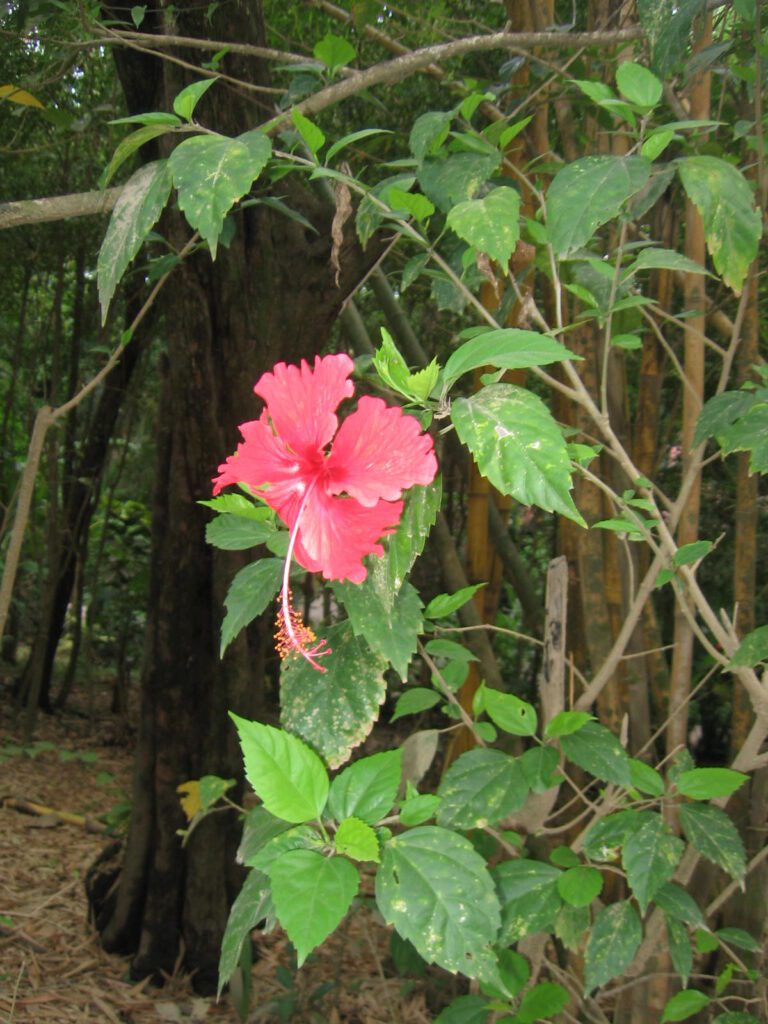 A pink flower is in the middle of some trees