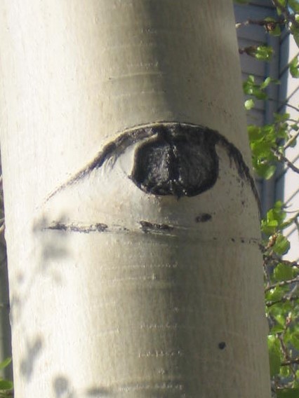 A close up of the eye on a tree