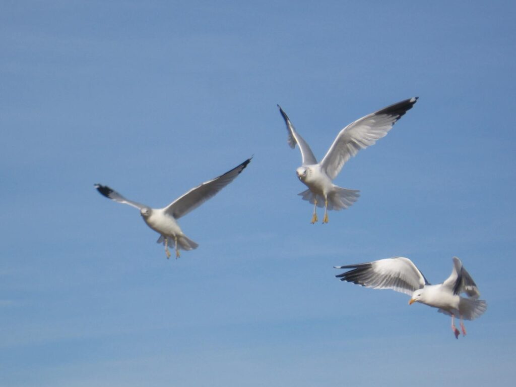 Three birds flying in the air with one bird on top of each wing.