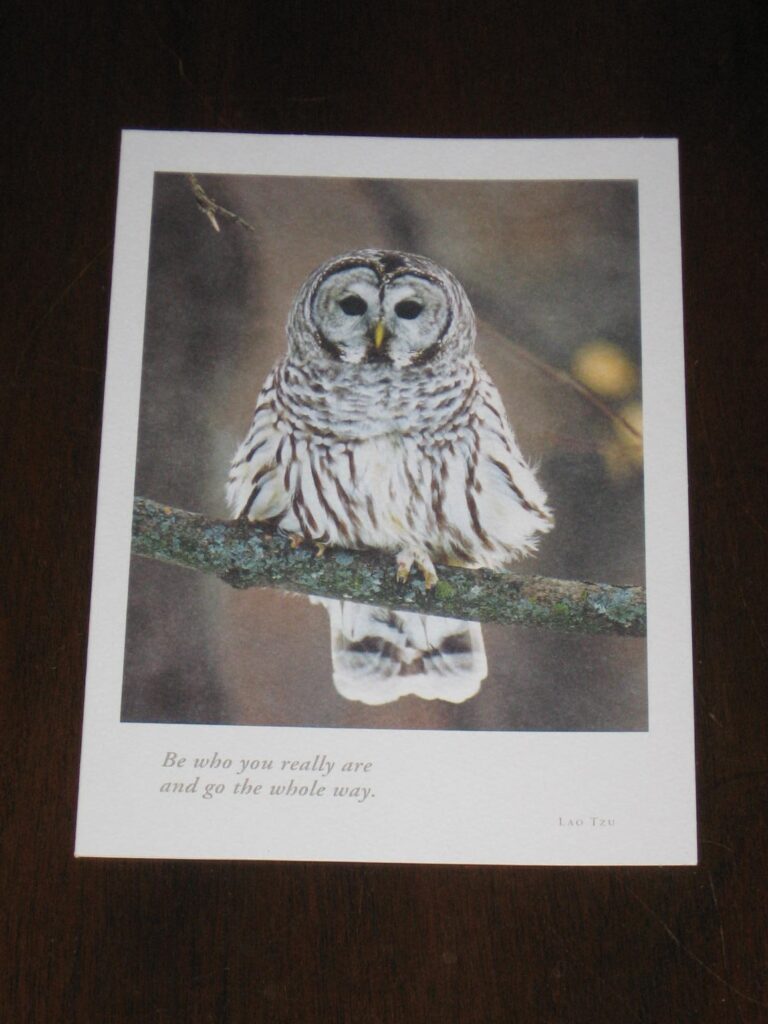 A picture of an owl sitting on a branch.