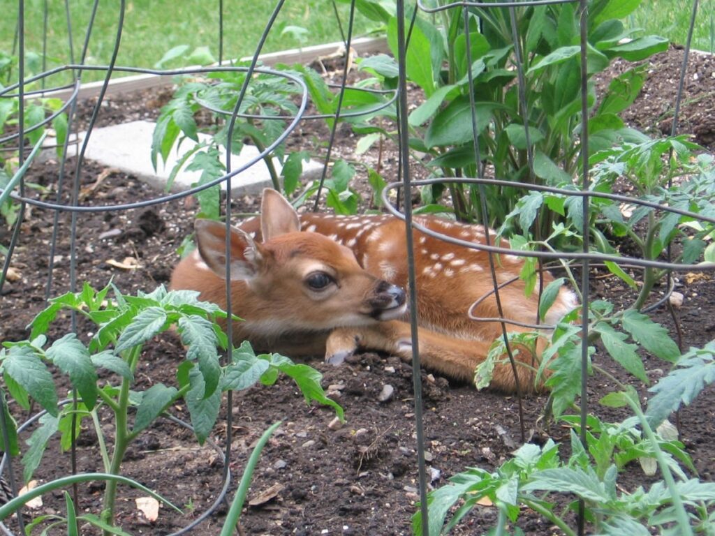 A baby deer laying in the dirt near some bushes