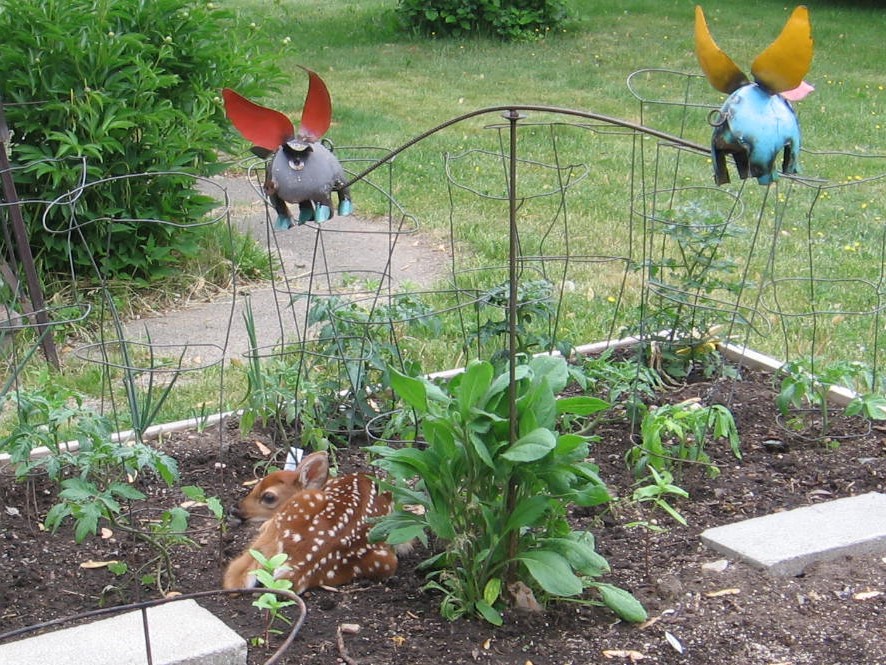 A garden with plants and flowers in it