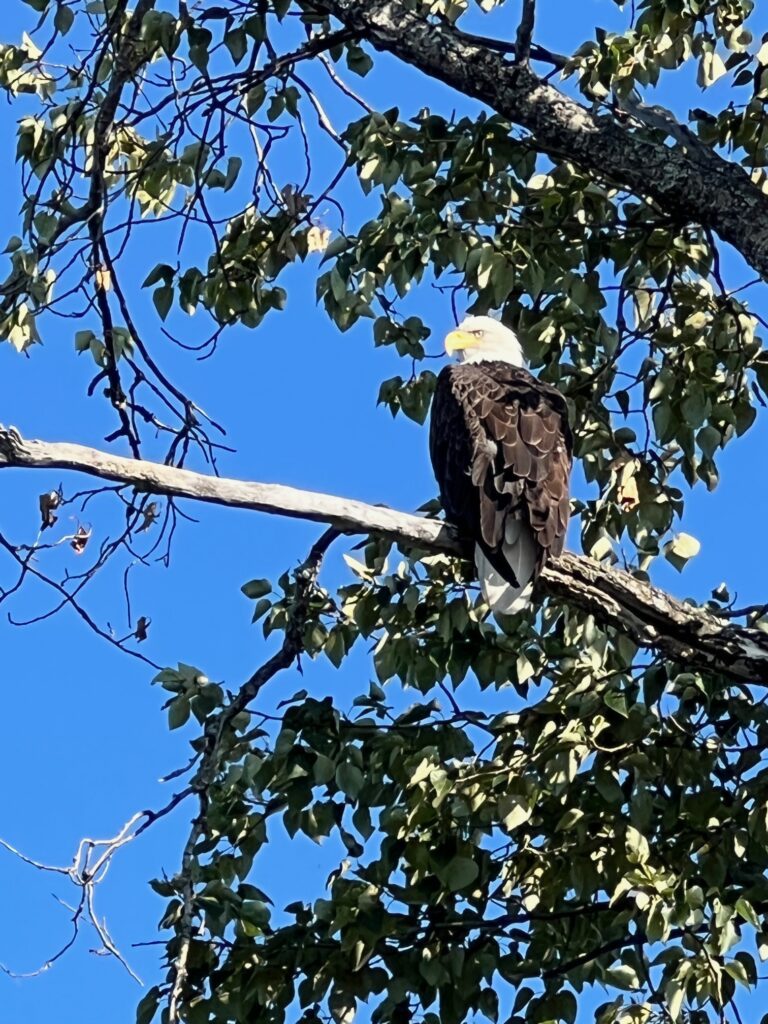 A bald eagle sitting on top of a tree branch.