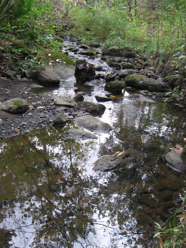 A stream running through the woods with rocks in it.