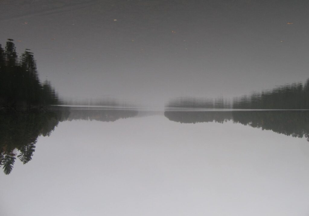 A black and white photo of trees in the distance.