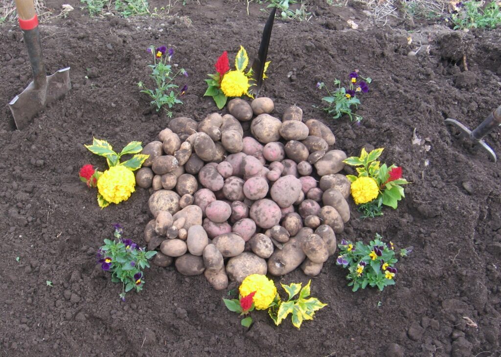 A pile of potatoes sitting in the dirt with flowers around it.