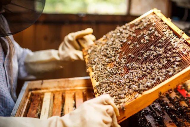 A person holding a honeycomb with bees on it.