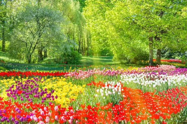 A field of flowers with trees in the background