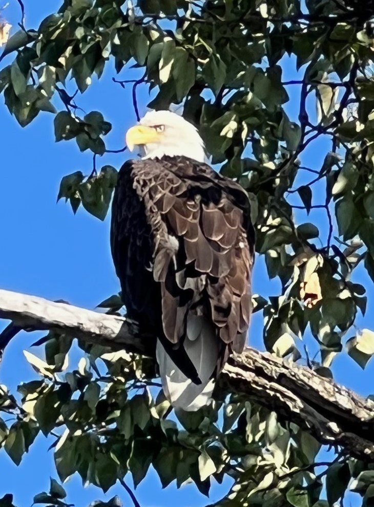 A bald eagle sitting on top of a tree branch.