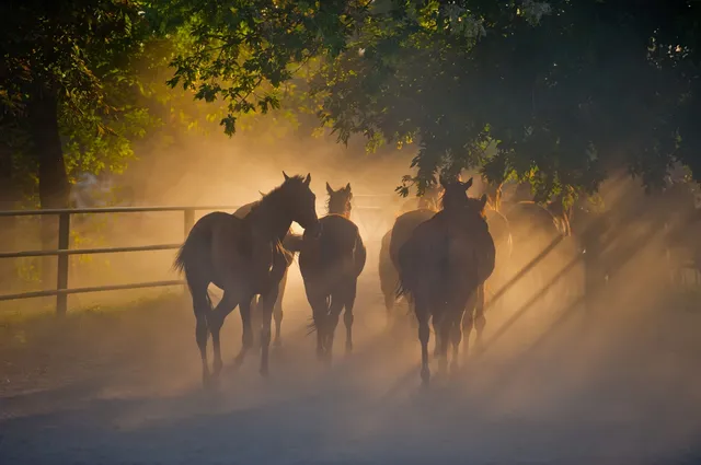 A group of horses walking through the dust.