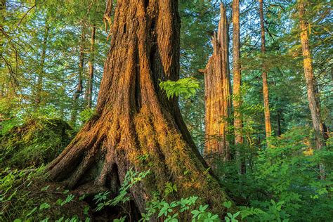 A large tree in the middle of a forest.