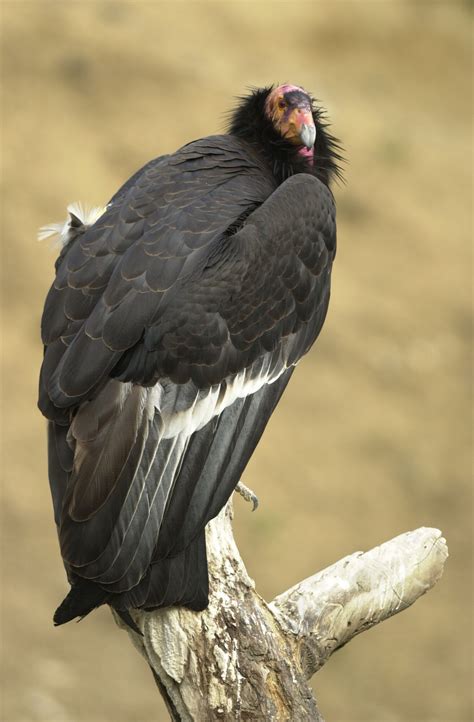 A black bird with white feathers sitting on top of a tree branch.